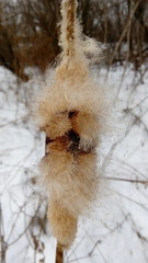 Typha latifolia