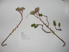Sedum album