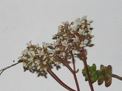 Sedum album