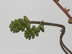 Sedum album