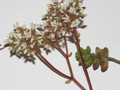 Sedum album