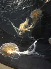 Chrysaora pacifica