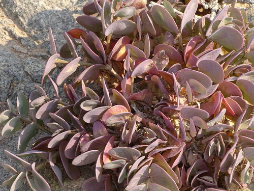 Image of Roepera cordifolia by (c) Shaun Swanepoel, some rights reserved (CC BY)