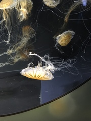 Chrysaora pacifica