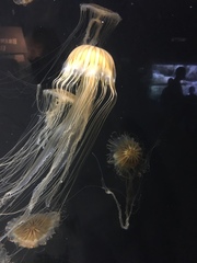 Chrysaora pacifica
