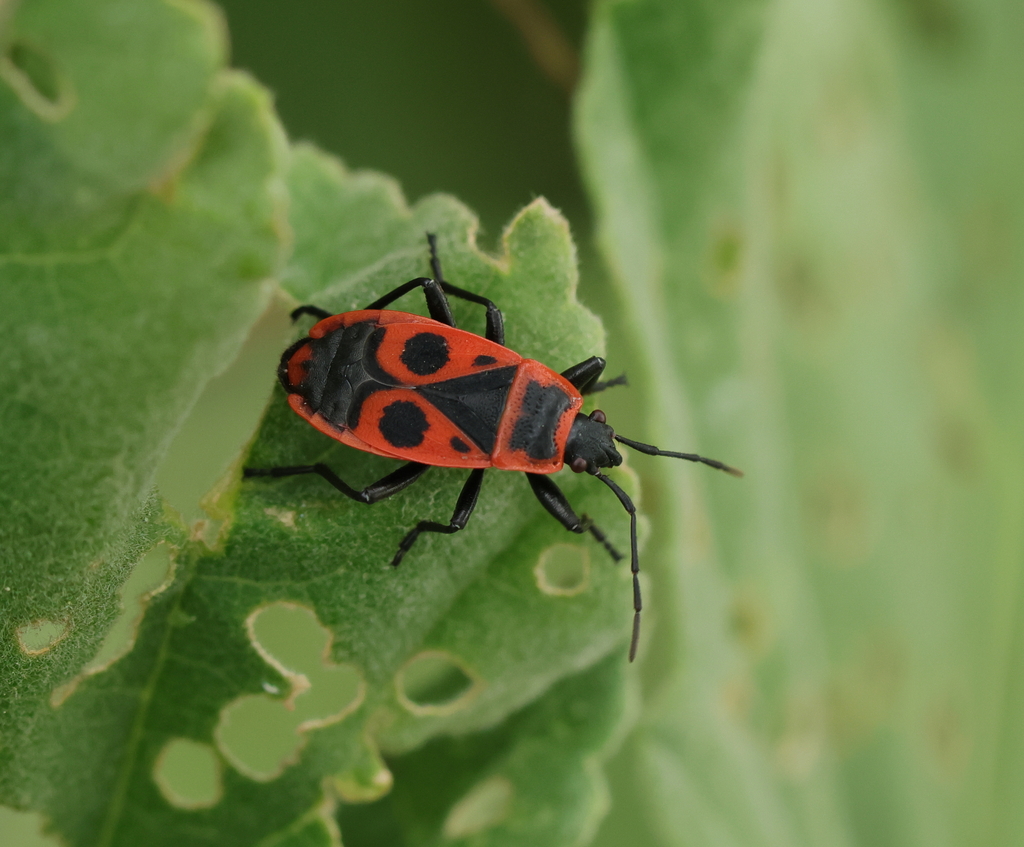 European Firebug from Oudalle, France on September 12, 2023 at 08:47 PM ...