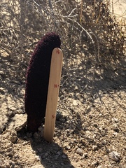 Cynomorium coccineum