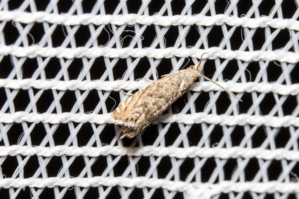 Dichrorampha cinerascens