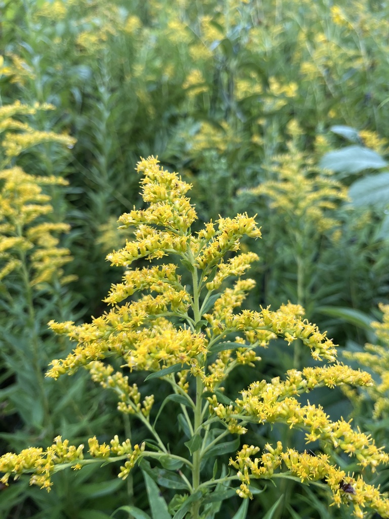 Solidago subsect. Triplinerviae from Skokie River Nature Preserve, Lake ...