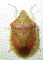 Humria bimaculicollis