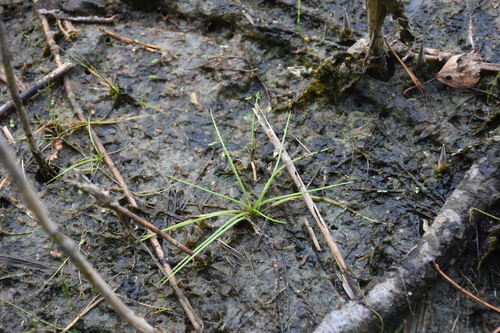 Image of Isoetes echinospora by (c) Игорь Васильев, some rights reserved (CC BY)