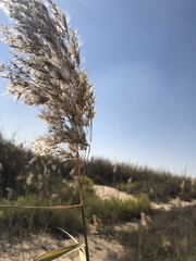 Phragmites australis