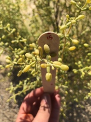 Zygophyllum qatarense