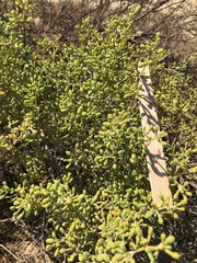 Zygophyllum qatarense