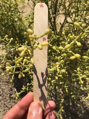 Zygophyllum qatarense