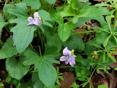 Viola edulis