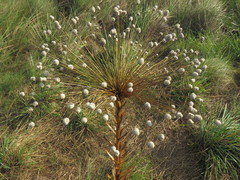 Paepalanthus chiquitensis