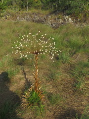 Paepalanthus chiquitensis
