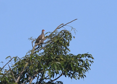Patagioenas speciosa