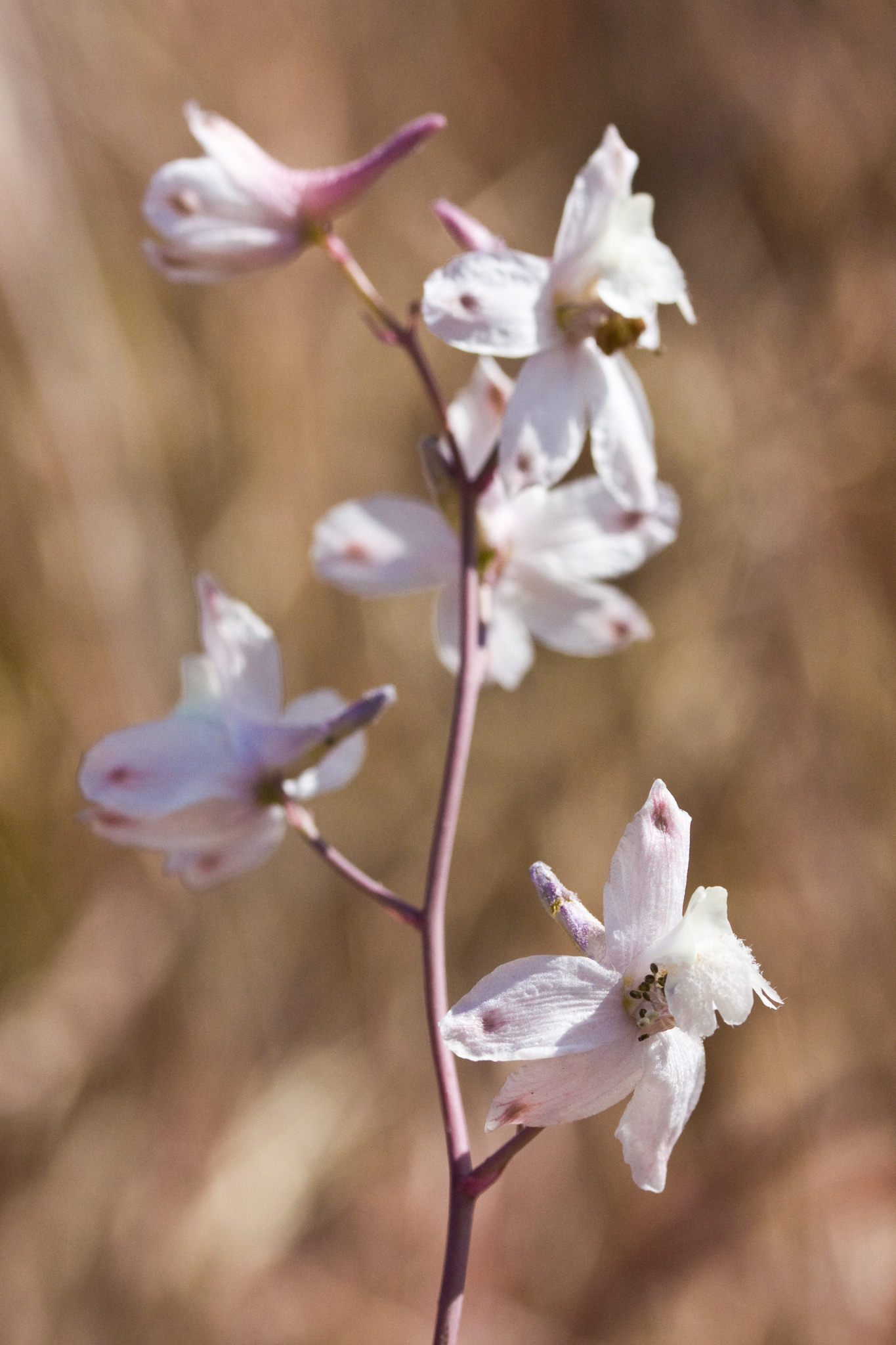 Delphinium gypsophilum ssp. gypsophilum