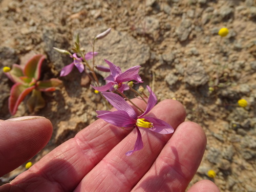 Cyanella ramosissima (Cyanella ramosissima)