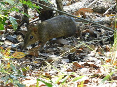 Checkered Elephant Shrew photo 2