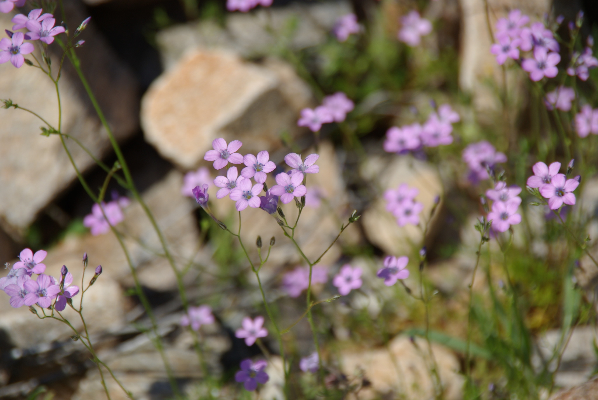 Gilia flavocincta