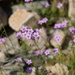 Gilia flavocincta - Photo (c) Al_HikesAZ, osa oikeuksista pidätetään (CC BY-SA)