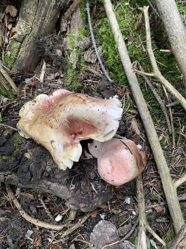 Hygrophorus erubescens — (c) ewasiukb, some rights reserved (CC BY)