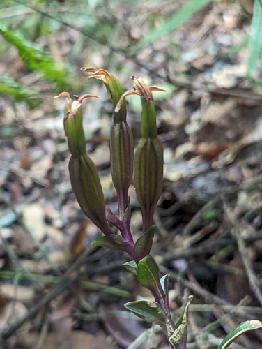 Ragged-Lip Orchid (Psilochilus macrophyllus)
