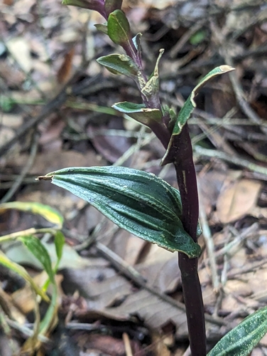 Image of Psilochilus macrophyllus by (c) Alan Rockefeller, some rights reserved (CC BY)