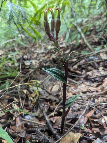 Image of Psilochilus macrophyllus by (c) Alan Rockefeller, some rights reserved (CC BY)