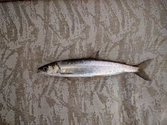 Coregonus artedi