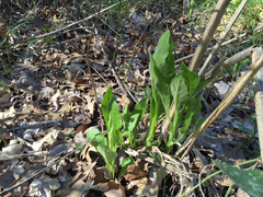 Verbesina virginica