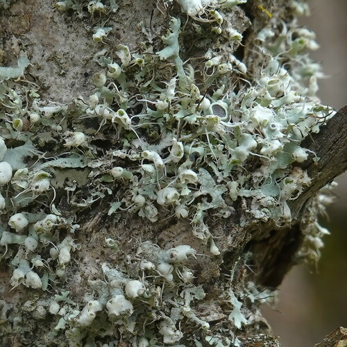 Atkilioji žiauberė nuotrauka