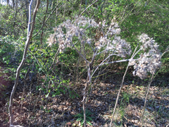 Verbesina virginica