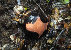 Rafflesia