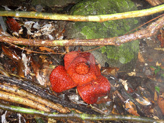 Rafflesia