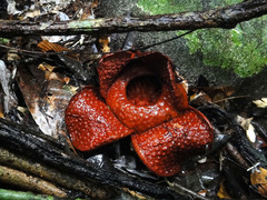 Rafflesia