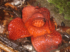 Rafflesia