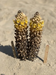 Cistanche tubulosa