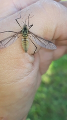 Leptotarsus vulpinus