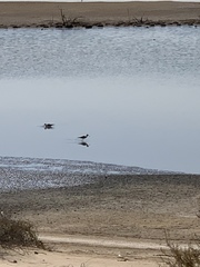 Himantopus himantopus