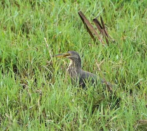 Rufous-bellied Heron