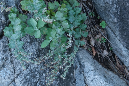 Artemisia koidzumii iNat (1)