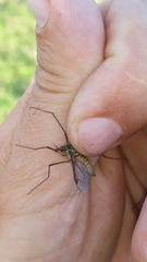 Leptotarsus vulpinus