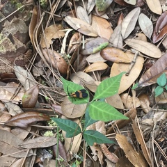 Calopteron discrepans