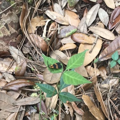 Calopteron discrepans