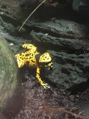 Dendrobates leucomelas