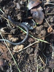 Batrachoseps gregarius